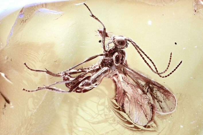 Fossil Ichneumon Wasp (Ichneumonoidea) In Baltic Amber #325362